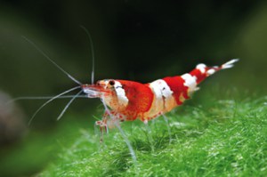 crystal red garnaal3